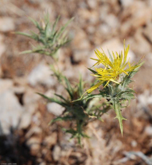 Carthamus lanatus L. Asteraceae - Carthame laineux