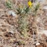 Carthamus lanatus L. Asteraceae - Carthame laineux