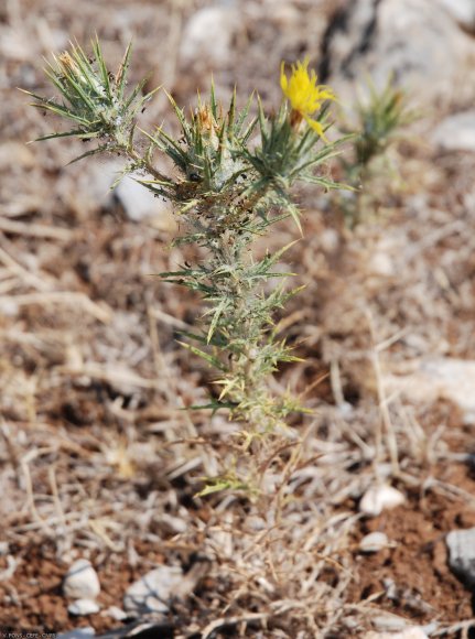 Carthamus lanatus L. Asteraceae - Carthame laineux