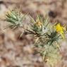 Carthamus lanatus L. Asteraceae - Carthame laineux