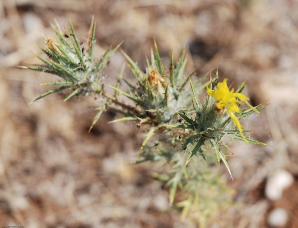 Carthamus lanatus L. Asteraceae - Carthame laineux