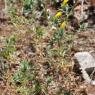 Carthamus lanatus L. Asteraceae - Carthame laineux