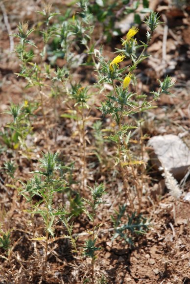 Carthamus lanatus L. Asteraceae - Carthame laineux