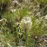 Catananche cerulea L. Asteracea - Catananche