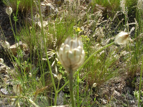 Catananche cerulea L. Asteracea - Catananche