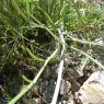 Catananche cerulea L. Asteracea - Catananche