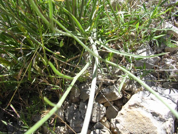 Catananche cerulea L. Asteracea - Catananche