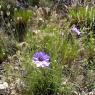 Catananche cerulea L. Asteracea - Catananche