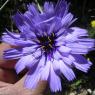 Catananche cerulea L. Asteracea - Catananche