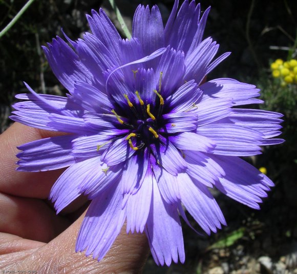 Catananche cerulea L. Asteracea - Catananche