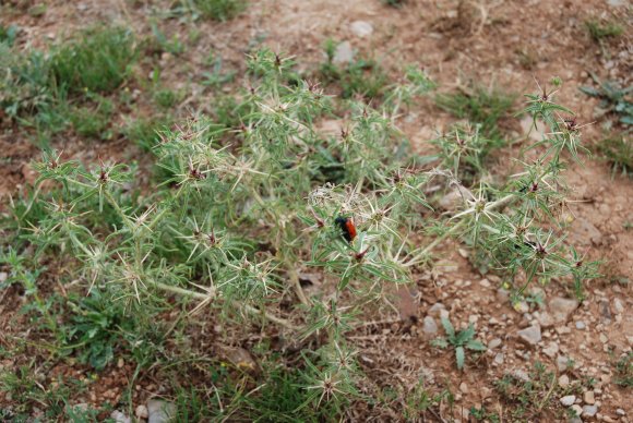 Centaurea calcitrapa L. Asteraceae - Centaurée chausse-trape