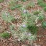 Centaurea calcitrapa L. Asteraceae - Centaurée chausse-trape