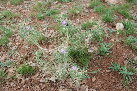 Centaurea calcitrapa L. Asteraceae - Centaurée chausse-trape