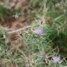 Centaurea calcitrapa L. Asteraceae - Centaurée chausse-trape