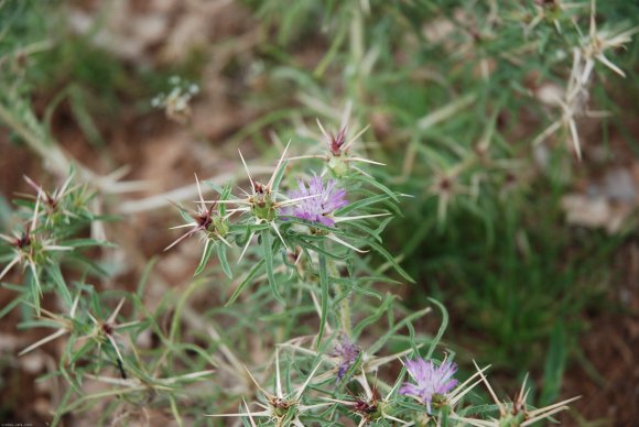 Centaurea calcitrapa L. Asteraceae - Centaurée chausse-trape