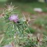 Centaurea calcitrapa L. Asteraceae - Centaurée chausse-trape