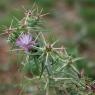 Centaurea calcitrapa L. Asteraceae - Centaurée chausse-trape