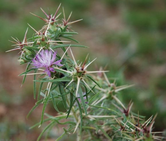 Centaurea calcitrapa L. Asteraceae - Centaurée chausse-trape