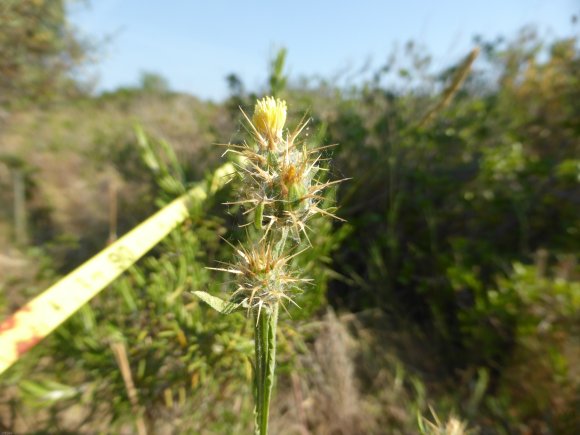 Centaurea melitensis L.
 Asteraceae Centaurée de Malte