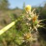 Centaurea melitensis L.
 Asteraceae Centaurée de Malte