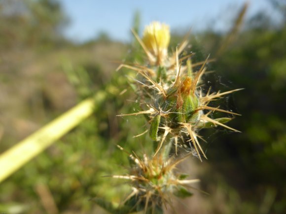 Centaurea melitensis L.
 Asteraceae Centaurée de Malte