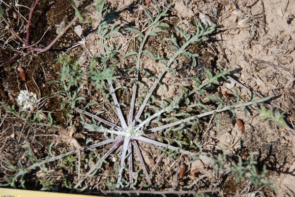 Centaurea paniculata L. Asteraceae - Centaurée paniculée