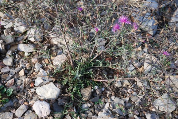 Centaurea paniculata L. Asteraceae - Centaurée paniculée