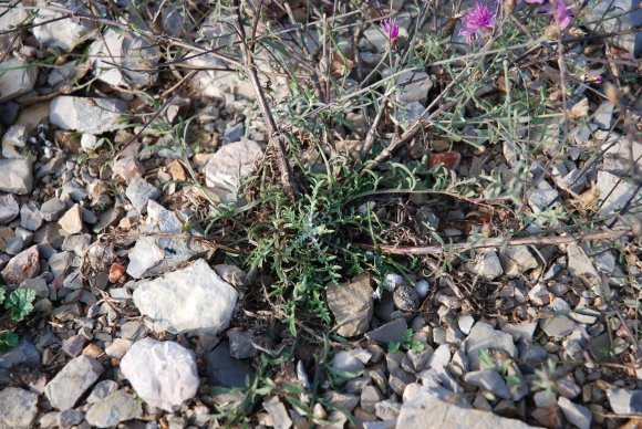 Centaurea paniculata L. Asteraceae - Centaurée paniculée