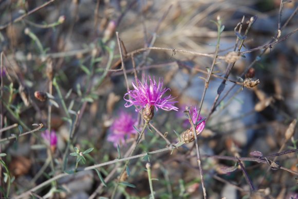 Centaurea paniculata L. Asteraceae - Centaurée paniculée