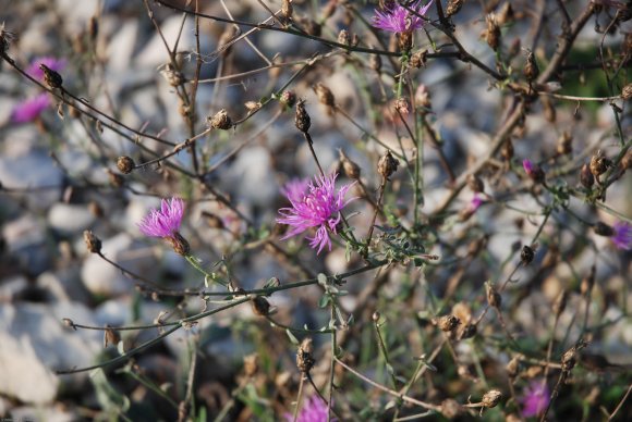 Centaurea paniculata L. Asteraceae - Centaurée paniculée