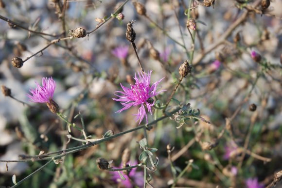 Centaurea paniculata L. Asteraceae - Centaurée paniculée