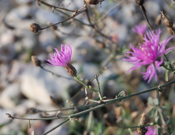 Centaurea paniculata L. Asteraceae - Centaurée paniculée