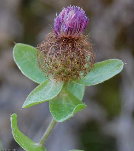 Centaurea pectinata? L. Asteraceae - Centaurézepectinée