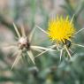 Centaurea solstitialis L. Asteraceae - Centaurée du solstice