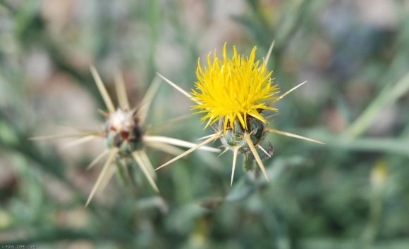 Centaurea solstitialis L. Asteraceae - Centaurée du solstice