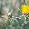 Centaurea solstitialis L. Asteraceae - Centaurée du solstice