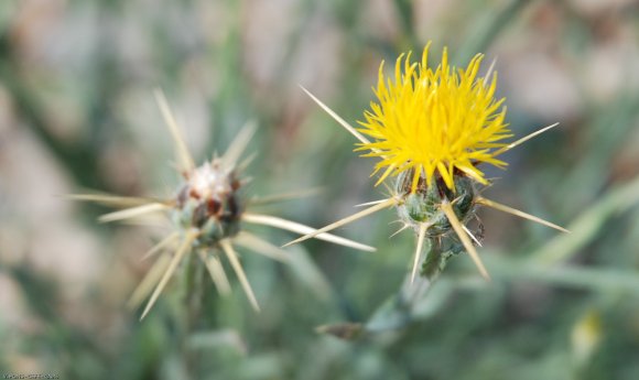 Centaurea solstitialis L. Asteraceae - Centaurée du solstice