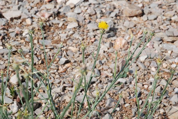 Centaurea solstitialis L. Asteraceae - Centaurée du solstice