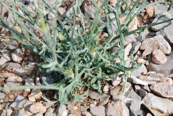 Centaurea solstitialis L. Asteraceae - Centaurée du solstice