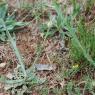 Centaurea solstitialis L. Asteraceae - Centaurée du solstice