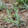 Centaurea solstitialis L. Asteraceae - Centaurée du solstice