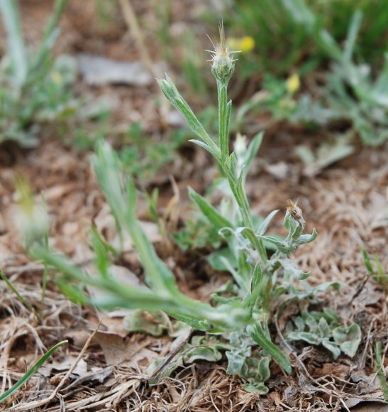 Centaurea solstitialis L. Asteraceae - Centaurée du solstice