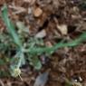 Centaurea solstitialis L. Asteraceae - Centaurée du solstice