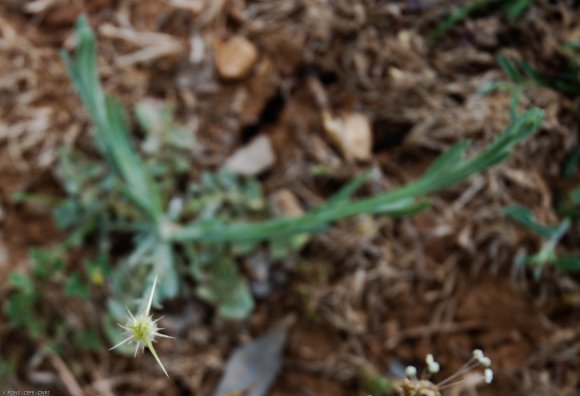 Centaurea solstitialis L. Asteraceae - Centaurée du solstice