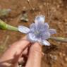 Cichorium pumilum