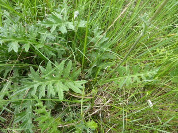 Cirsium tuberosum (L.) All. Asteraceae- Cirse tubéreux