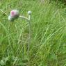 Cirsium tuberosum (L.) All. Asteraceae- Cirse tubéreux