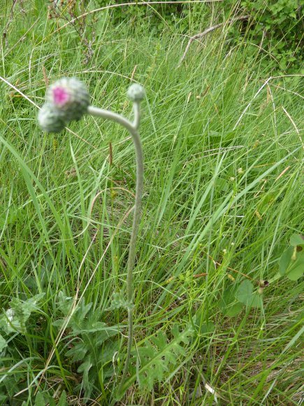 Cirsium tuberosum (L.) All. Asteraceae- Cirse tubéreux