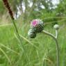 Cirsium tuberosum (L.) All. Asteraceae- Cirse tubéreux