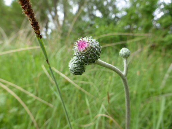 Cirsium tuberosum (L.) All. Asteraceae- Cirse tubéreux